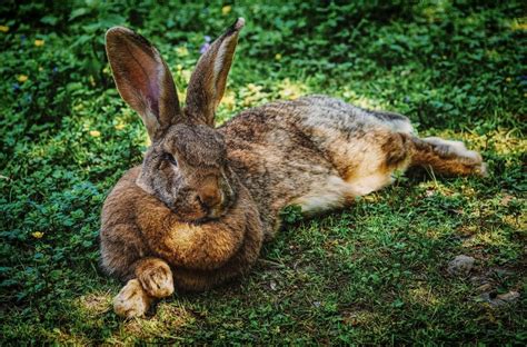 The Lion, the Rabbit, and the Beads: A Symbolic Dream Interpretation